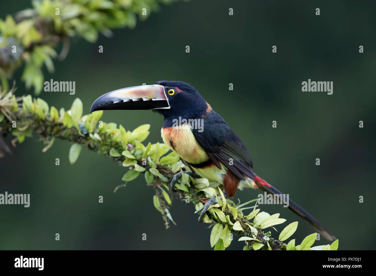 Collared Aracari Toucan (Pteroglossus) perched on a branch in the rainforests of Costa Rica Stock Photo