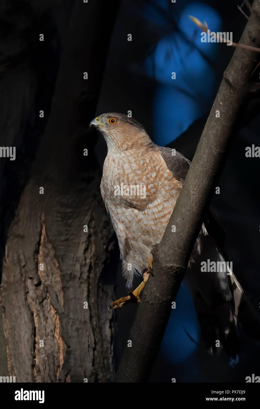 Cooper's Hawk perched on branch in the forest in Canada Stock Photo