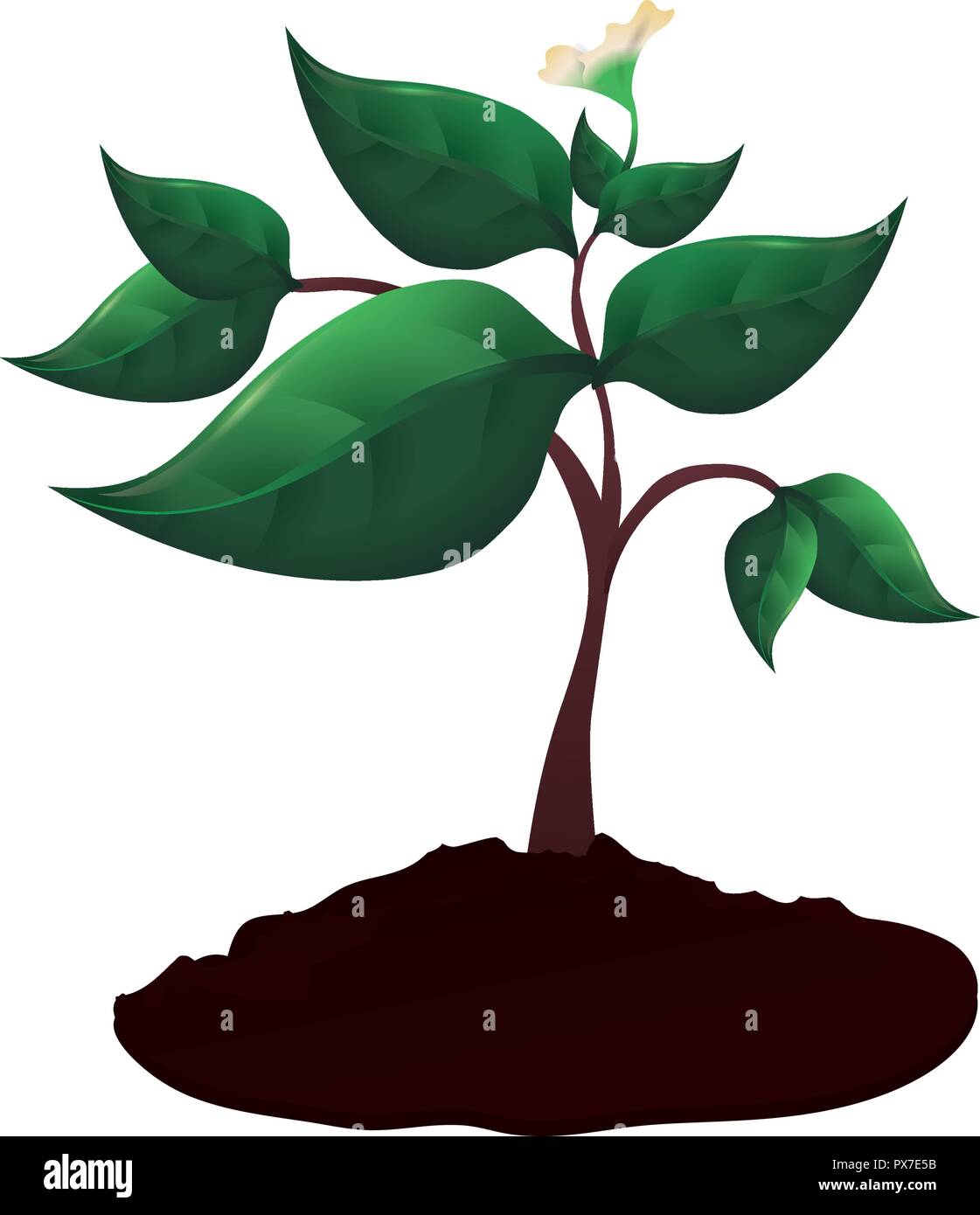 tree plant cultivated icon vector illustration design Stock Vector ...