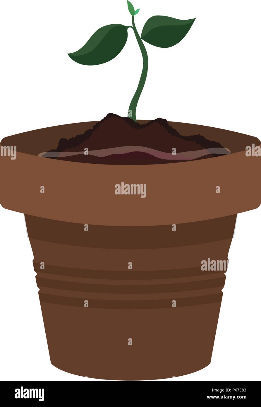tree plant cultivated in pot vector illustration design Stock Vector ...