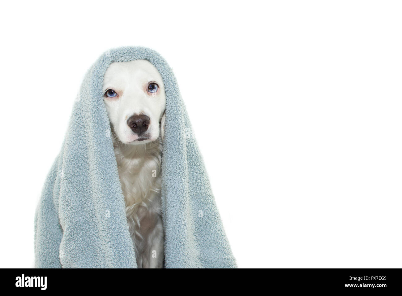 dog bath towel wrap