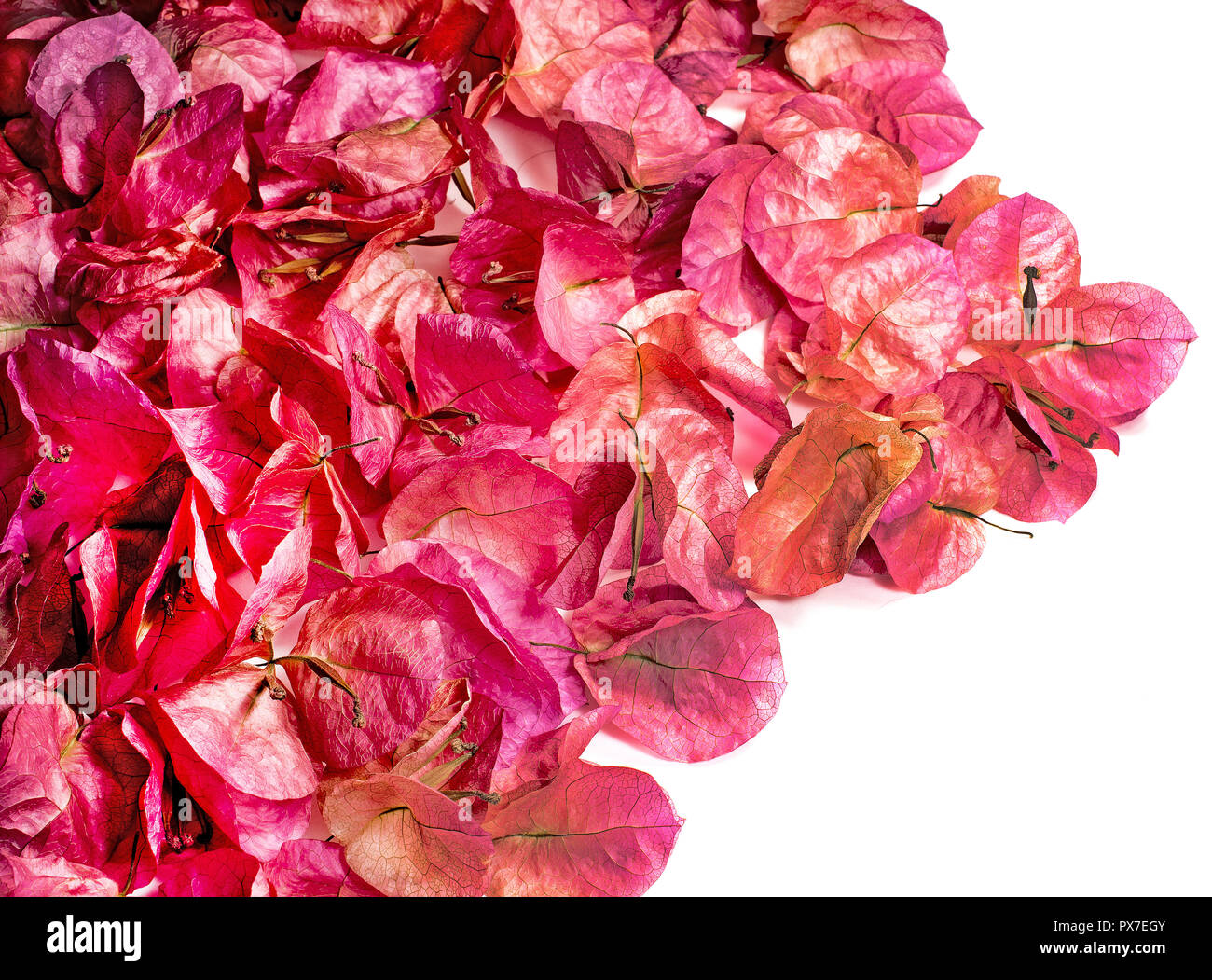 Dried flowers of Bougainvillea glabra sanderiana Stock Photo Alamy