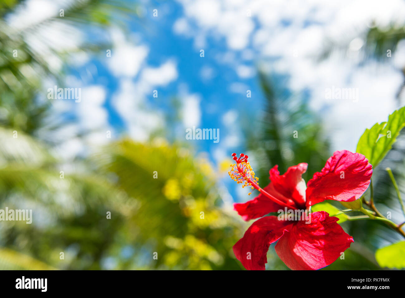 View of the red flower, Moalboal, Cebu, Philippines. Close-up. With selective focus Stock Photo