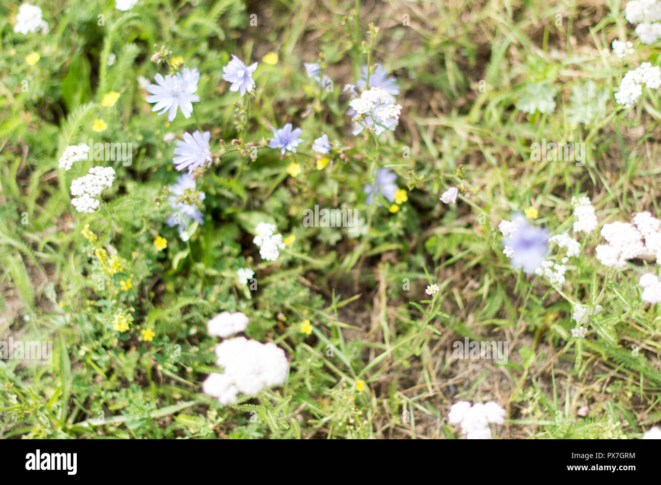 Flowers of chicory vulgaris on a sunny summer glade. Close-up. Stock Photo