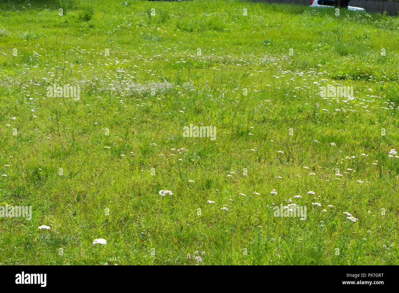 General view of the green glade. Flowers; Chicken, chicory and green meadow grass. Summer landscape on a sunny day. Stock Photo