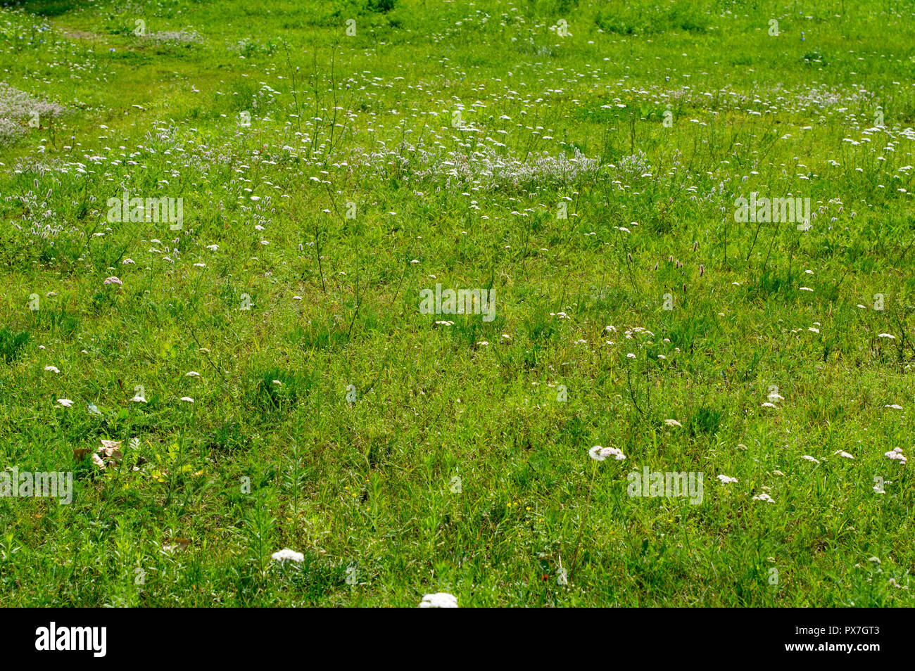 General view of the green glade. Flowers; Chicken, chicory and green meadow grass. Summer landscape on a sunny day. Stock Photo