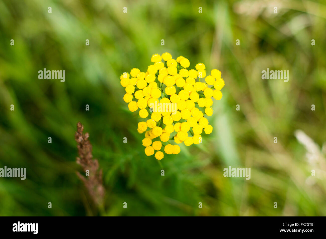 Tansy flower (Tanacetum).Sunny summer day. Glade meadows.. Stock Photo