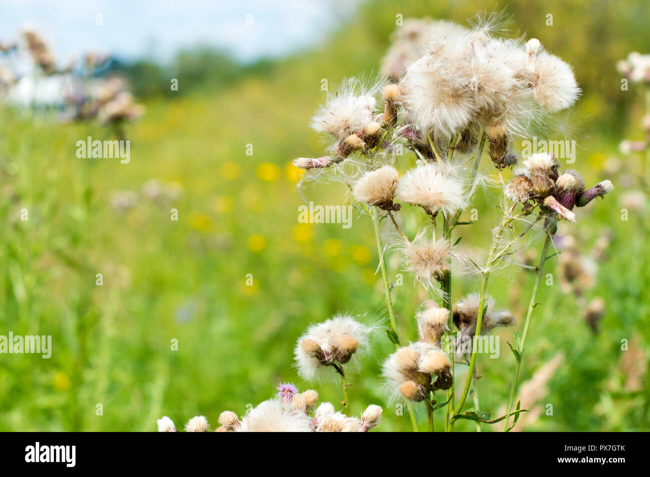 A flower of a dried thistle. Close-up. Glade. Sunny day . Stock Photo