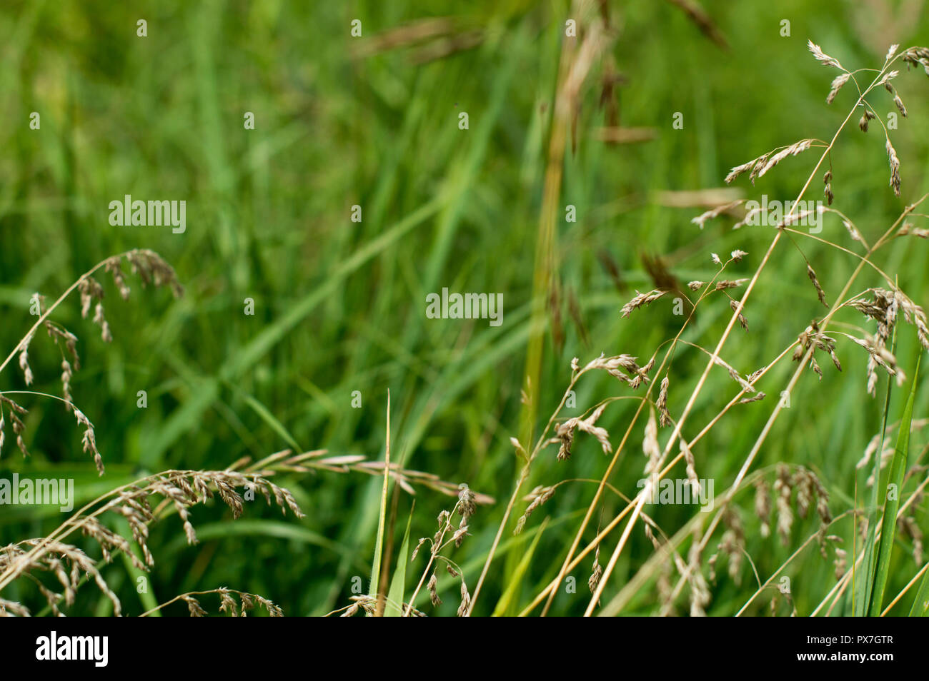 Meadow tall, green grass with withered stems. Closeup. Sunny sky Stock