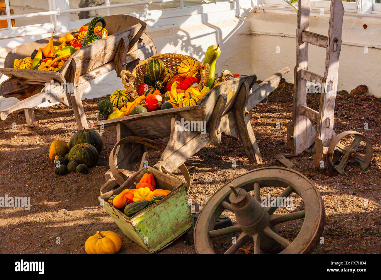 Colorful autumn display mums pumpkins hi-res stock photography and ...