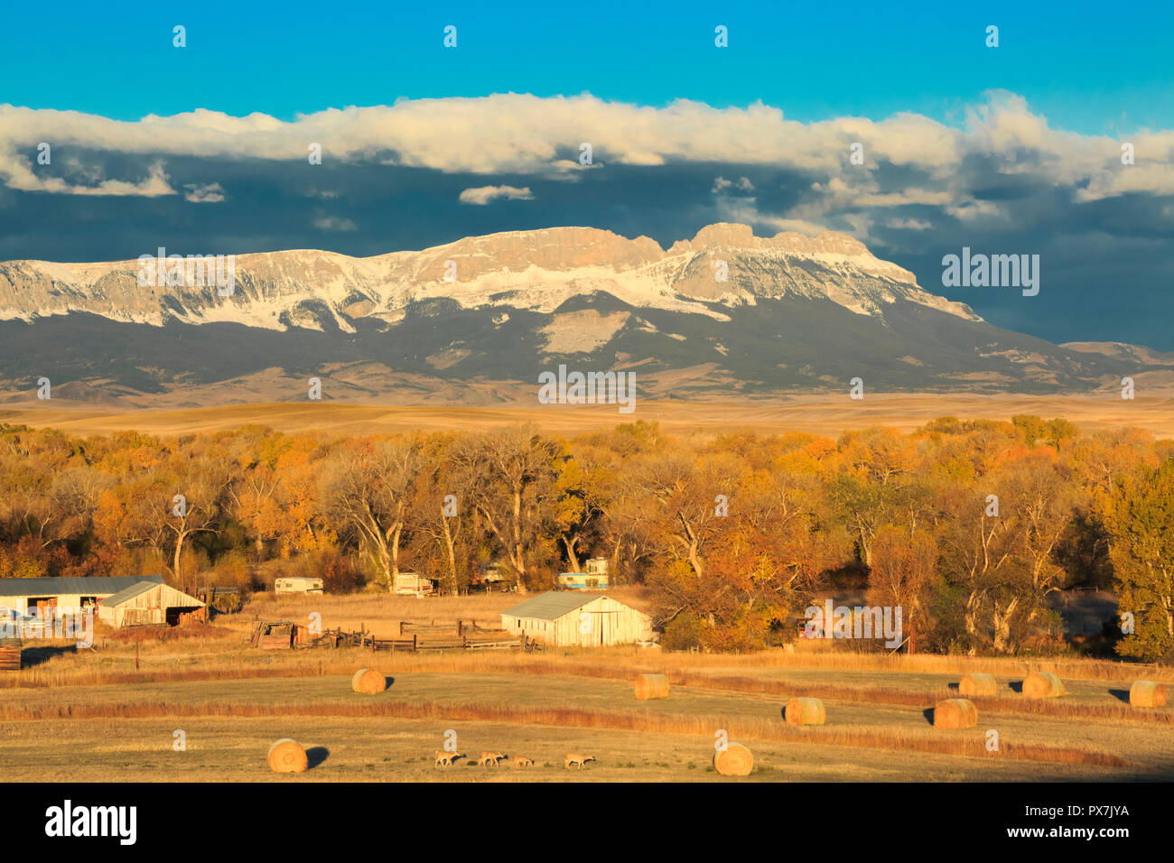 hay bales and deer on a ranch in fall below sawtooth ridge near augusta, montana Stock Photo
