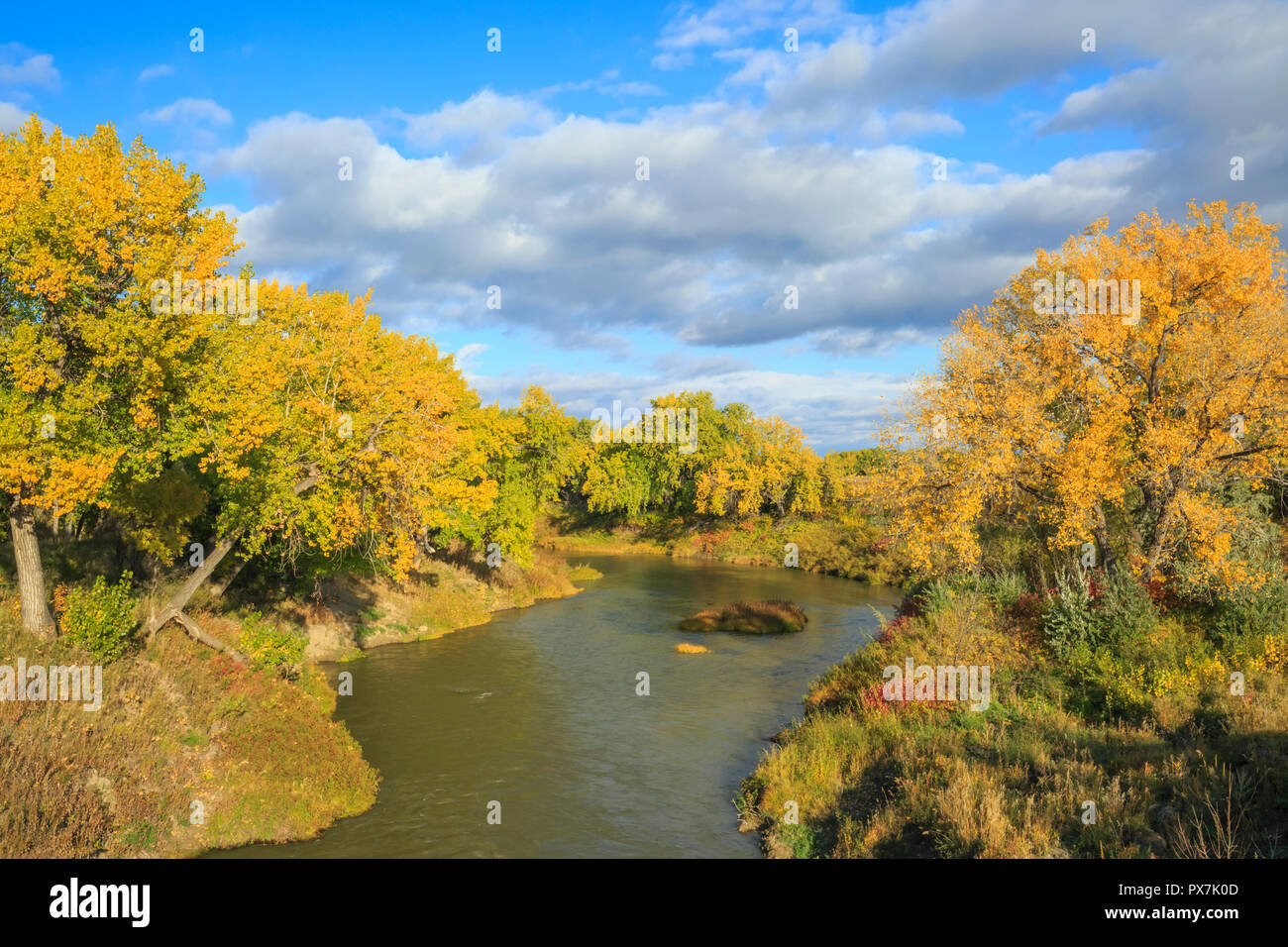 fall colors along the milk river below nelson reservoir near saco