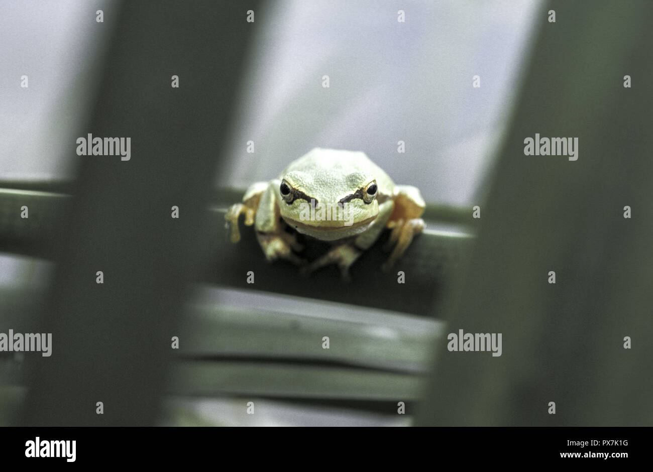 Frog, Romania, Danube Delta, Plopu Stock Photo - Alamy