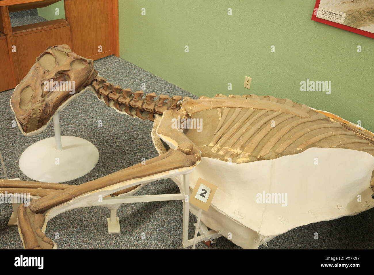 dinosaur display at phillips county museum in malta, montana Stock Photo
