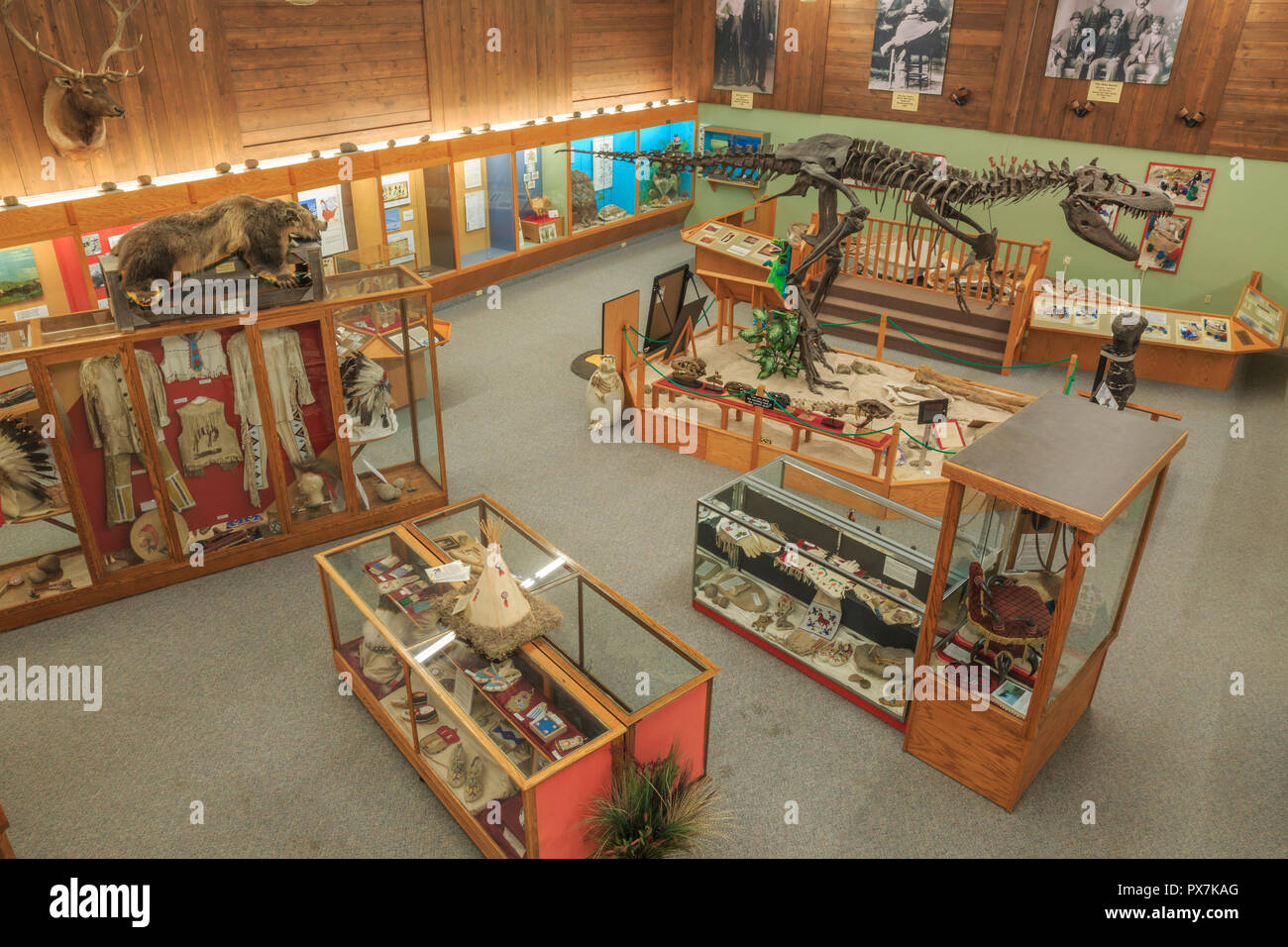 dinosaur display at phillips county museum in malta, montana Stock Photo