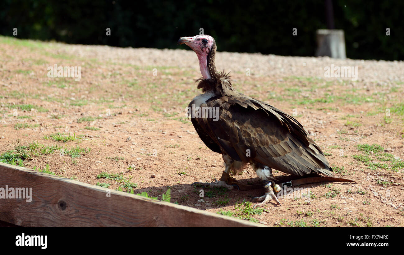 Vulture in Vogelpark, Steinen, Germany Stock Photo