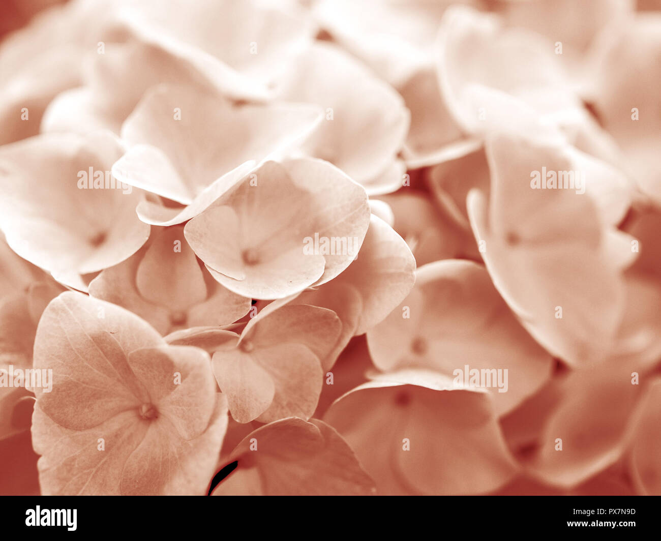 Pink gorgeousness hi-res stock photography and images - Alamy