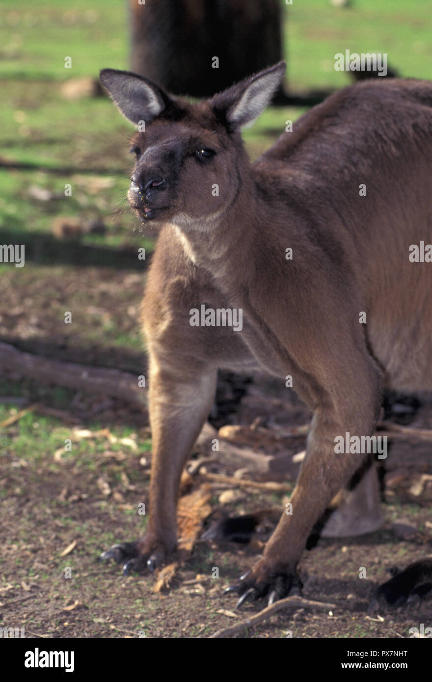 not-1033407-kangaroo-kangaroo-island-species-of-grey-kangaroo-kangaroo