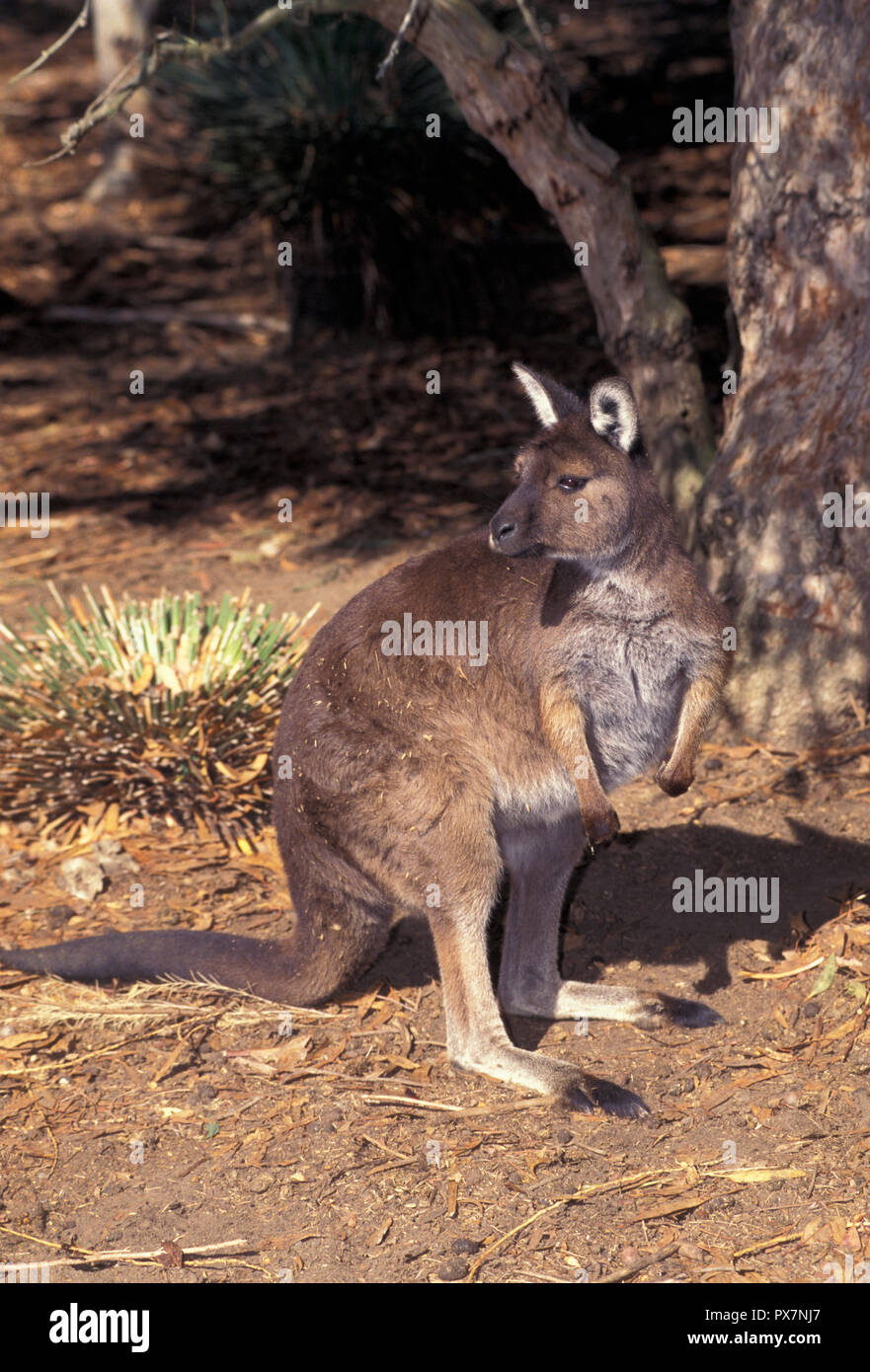 not-1033512-kangaroo-kangaroo-island-species-of-grey-kangaroo-kangaroo