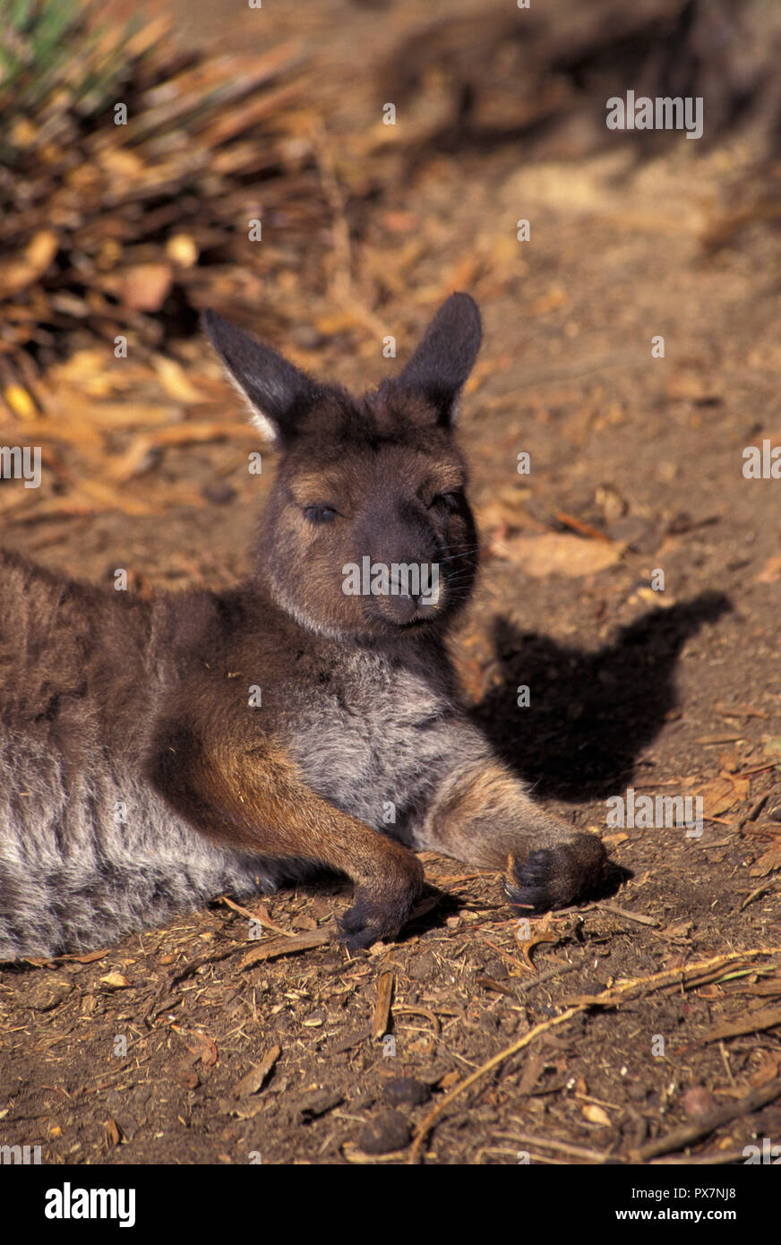 not-1033515-kangaroo-kangaroo-island-species-of-grey-kangaroo-kangaroo