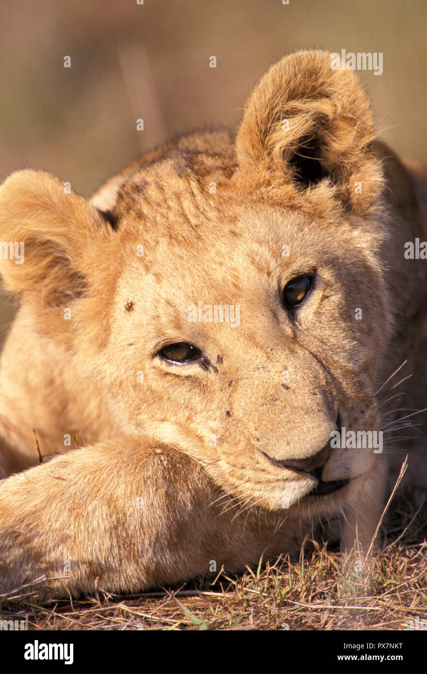 NOT 1207269 AFRICAN LION Panthera leo young Masai Mara Game Reserve ...