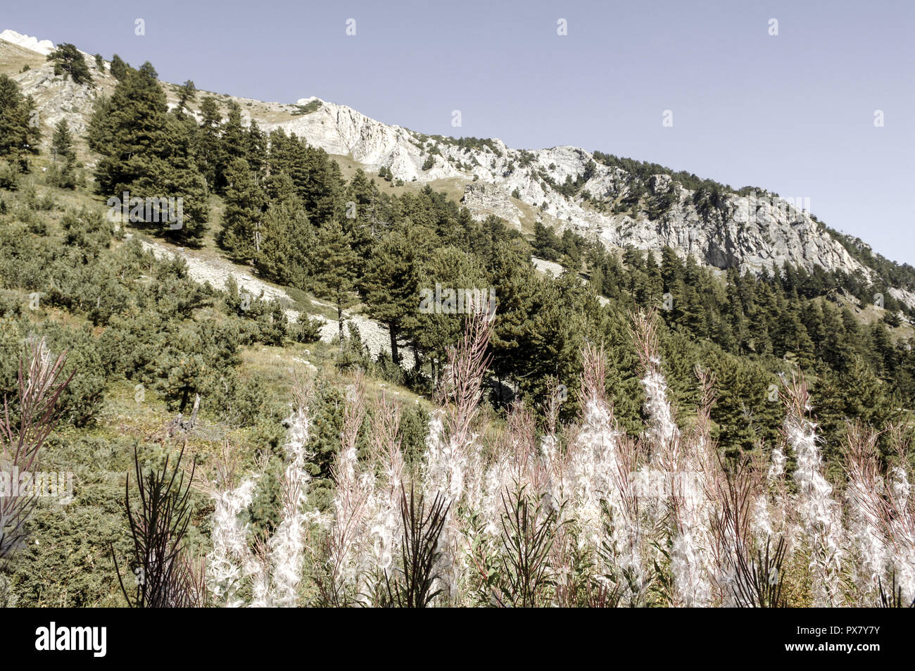 Pirin national park, fire weed, Bulgaria, Pirin Mountains Stock Photo
