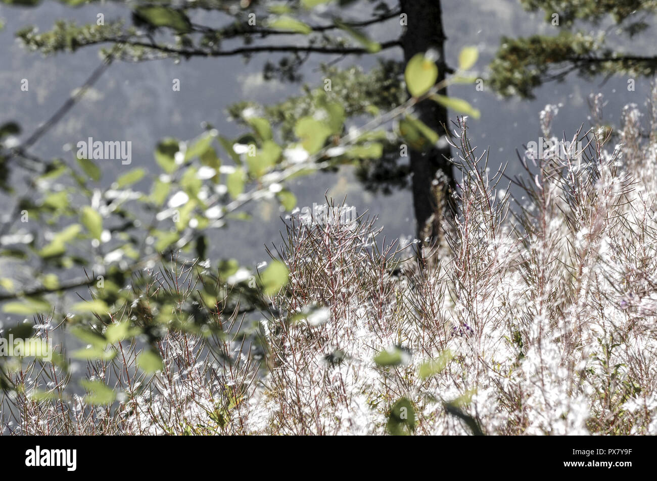 Pirin national park, fire weed, wind dissemination, Bulgaria, Pirin Mountains Stock Photo