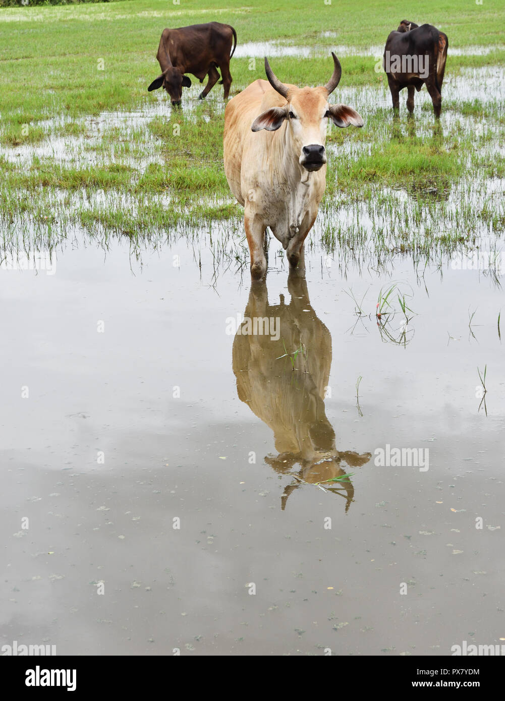 The Bright Brown Cow And Its Reflection On Water Surface While Standing In The Meadow In Wetland Two Dark Brown Calves Are Eating Grass Thailand Stock Photo Alamy The Bright Brown Cow And Its Reflection On Water Surface While Standing In The Meadow In Wetland Two Dark Brown Calves Are Eating Grass Thailand Stock Photo Alamy