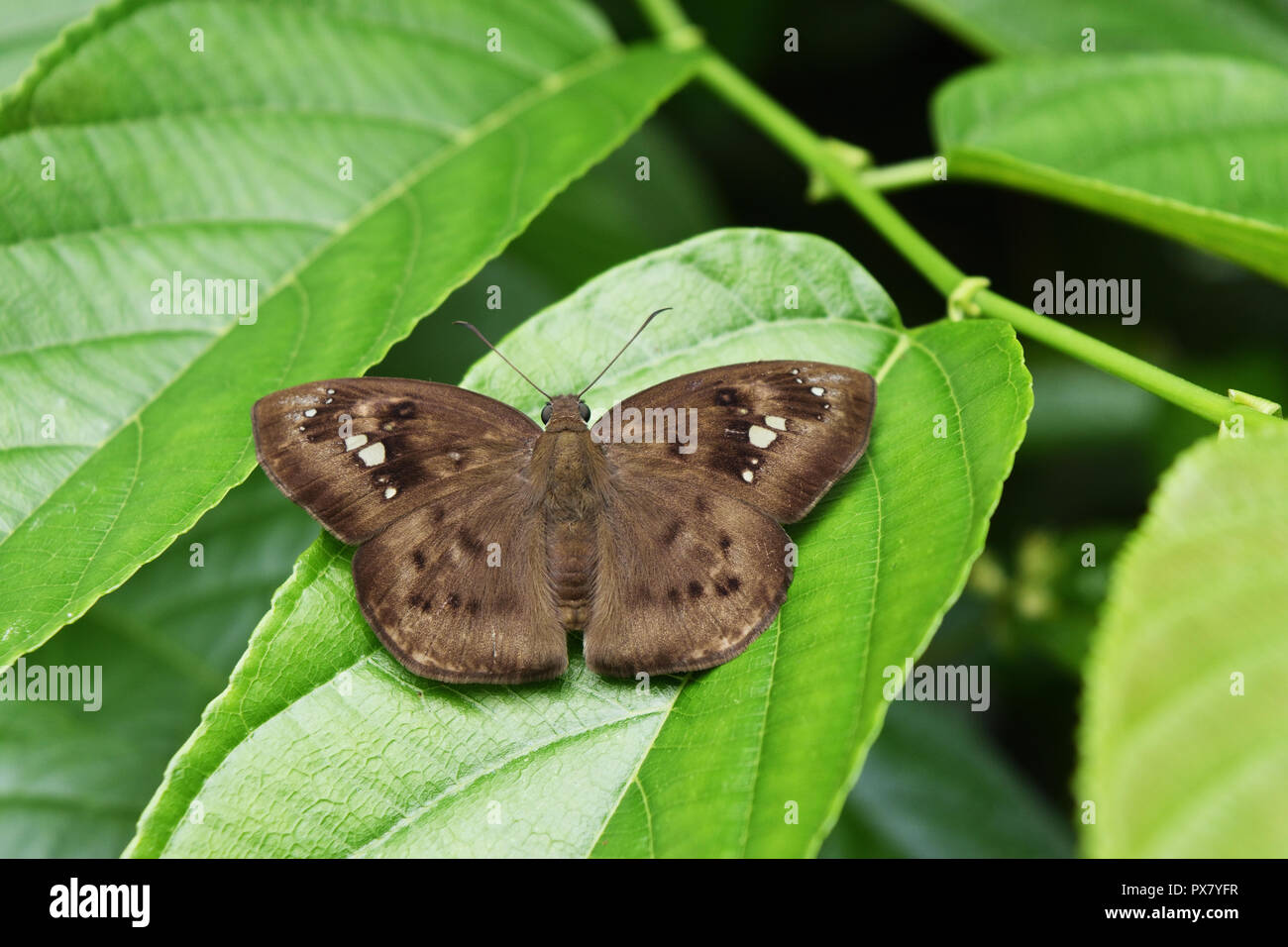White spots and dark brown pattern on wing of The Common Snow Flat butterfly on green leaf , Thailand Stock Photo