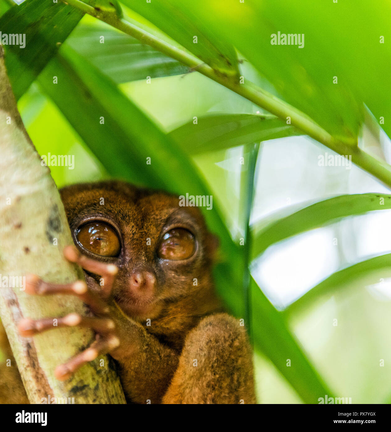 Philippine tarsier sitting on a tree, Bohol, Philippines. With ...