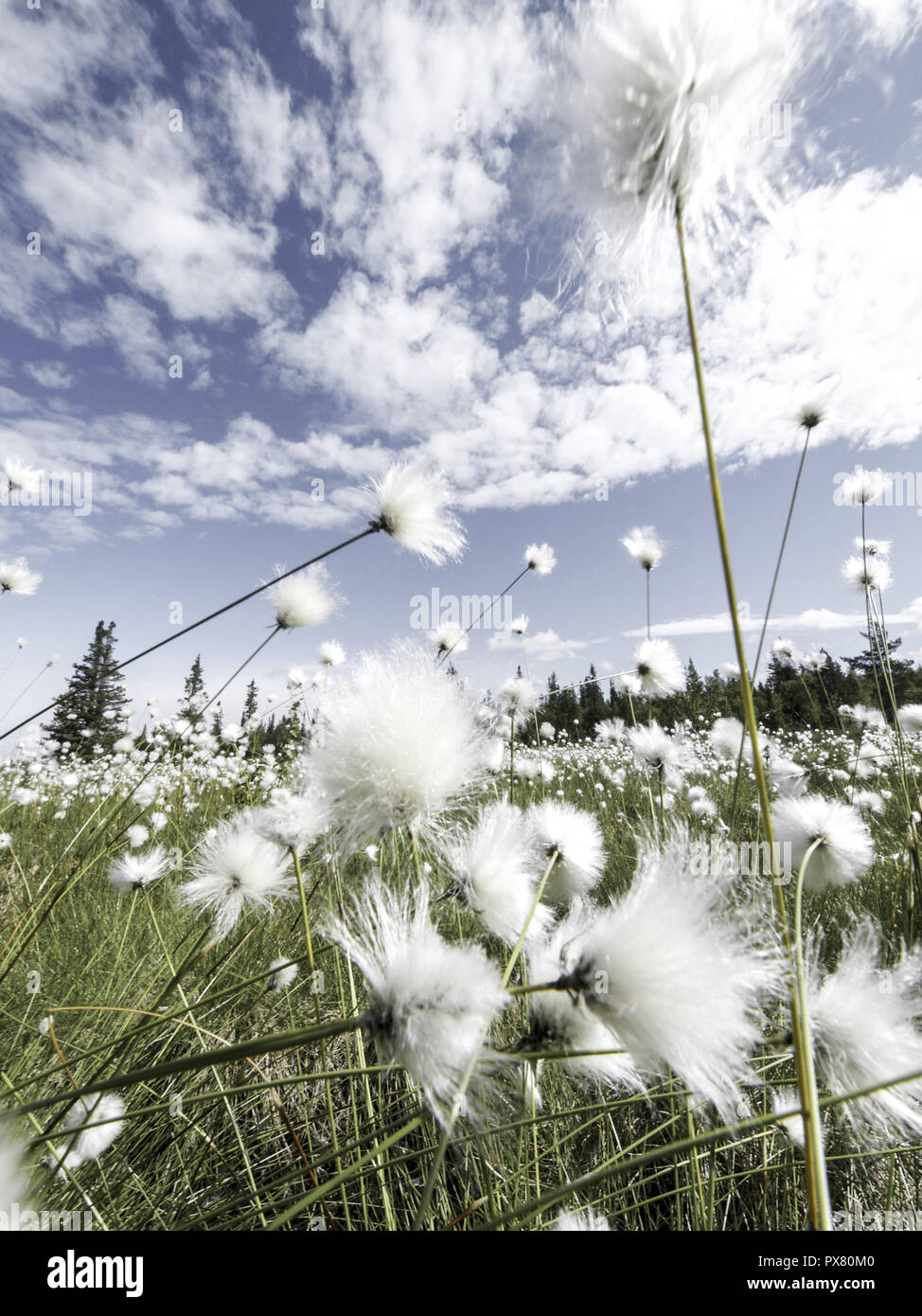 Cotton grass, Sweden, Norrland, Lapland Stock Photo Alamy