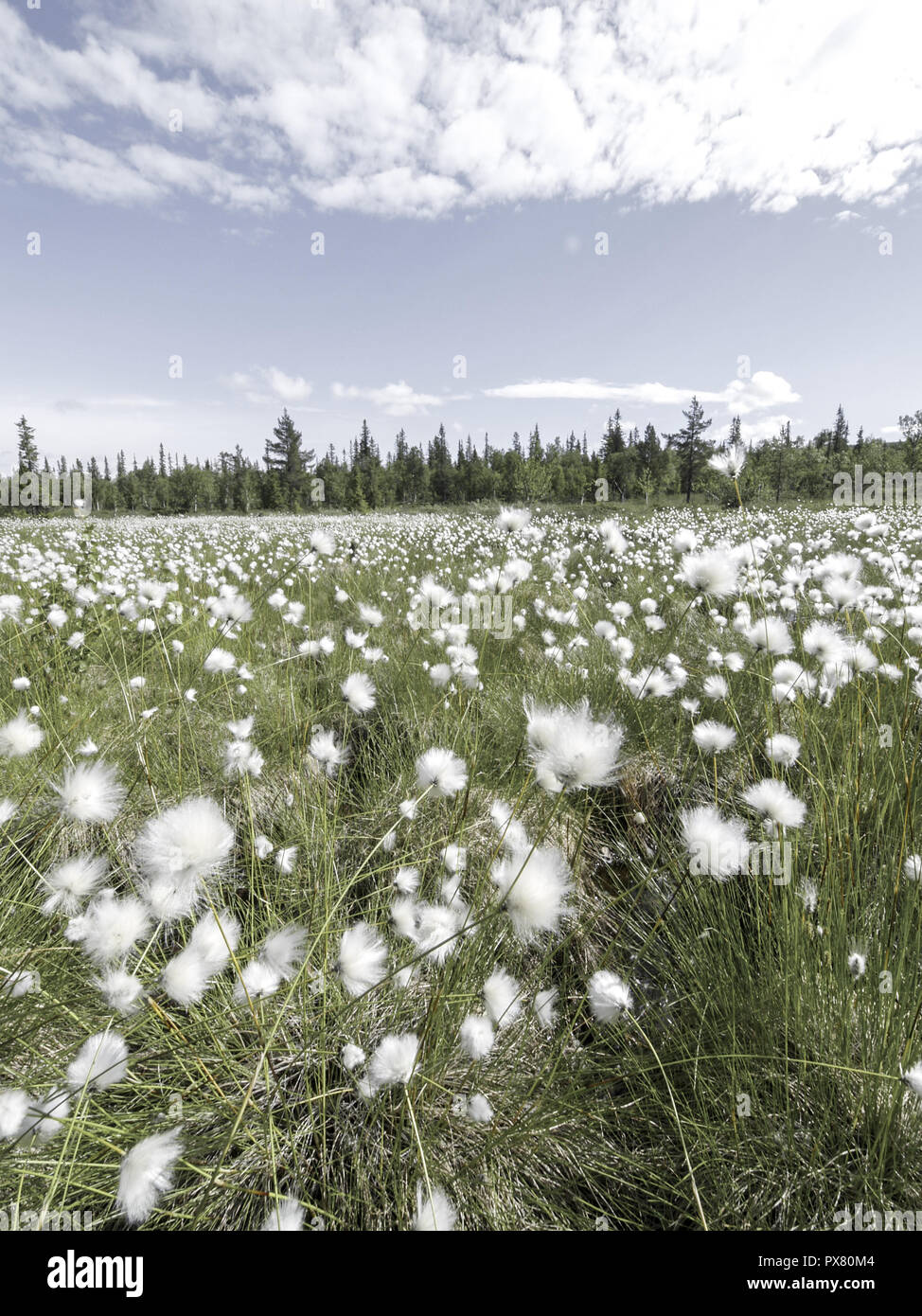 Cotton grass, Sweden, Norrland, Lapland Stock Photo Alamy