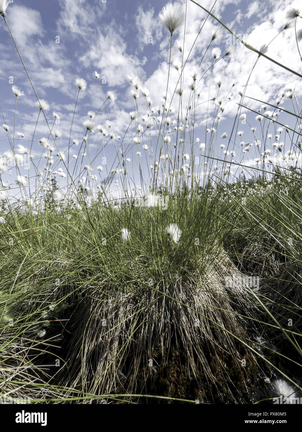 Cotton grass, Sweden, Norrland, Lapland Stock Photo Alamy
