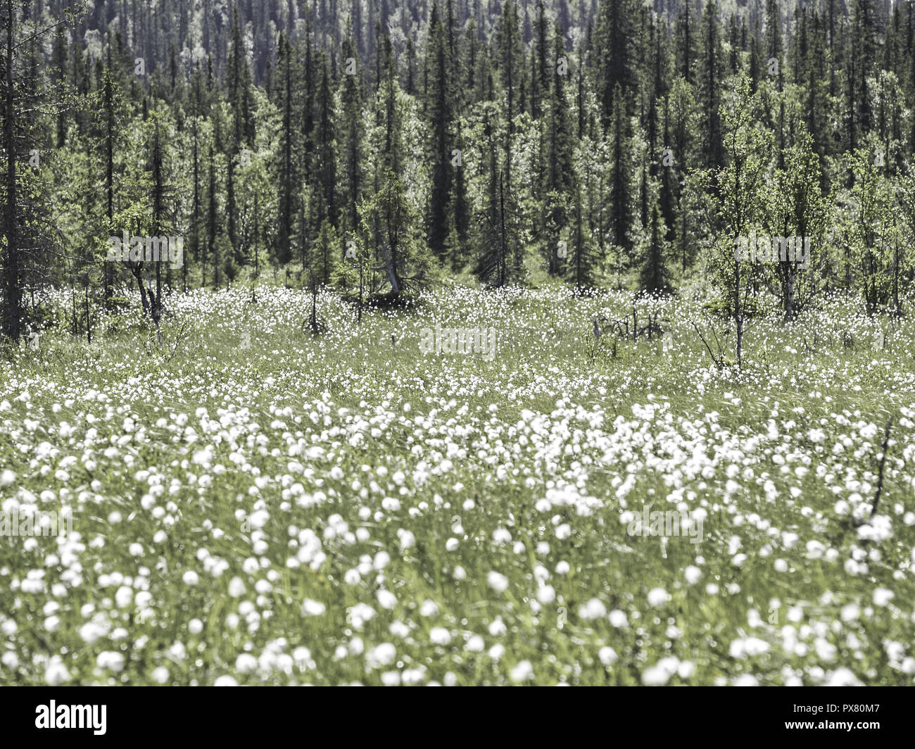 Cotton grass, Sweden, Norrland, Lapland Stock Photo Alamy