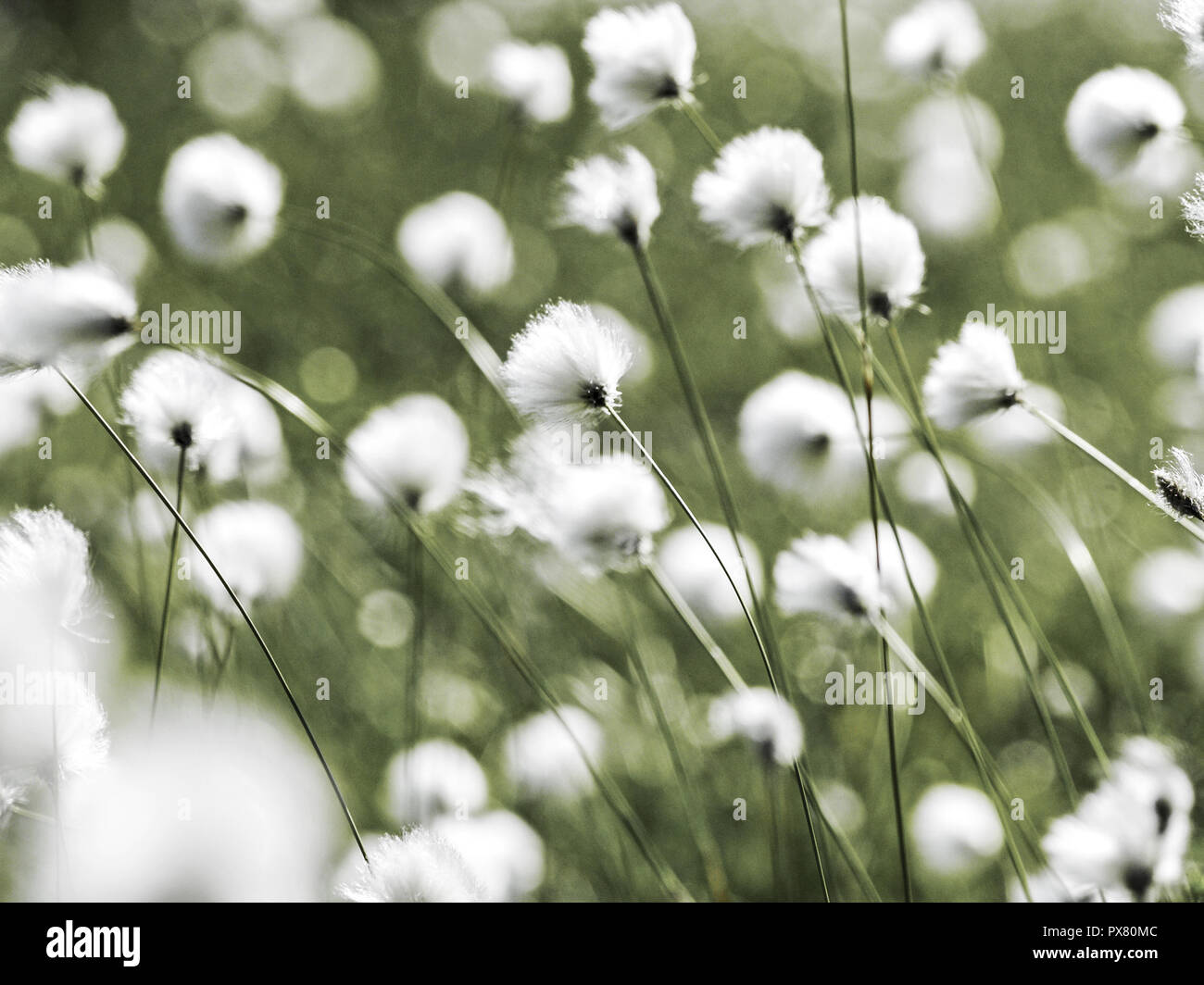 Cotton grass, Sweden, Norrland, Lapland Stock Photo Alamy