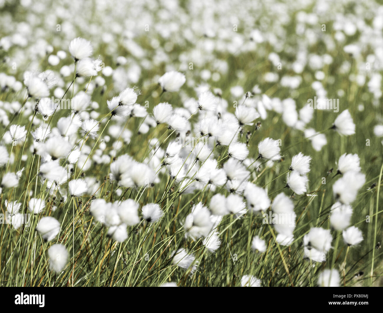 Cotton grass, Sweden, Norrland, Lapland Stock Photo Alamy
