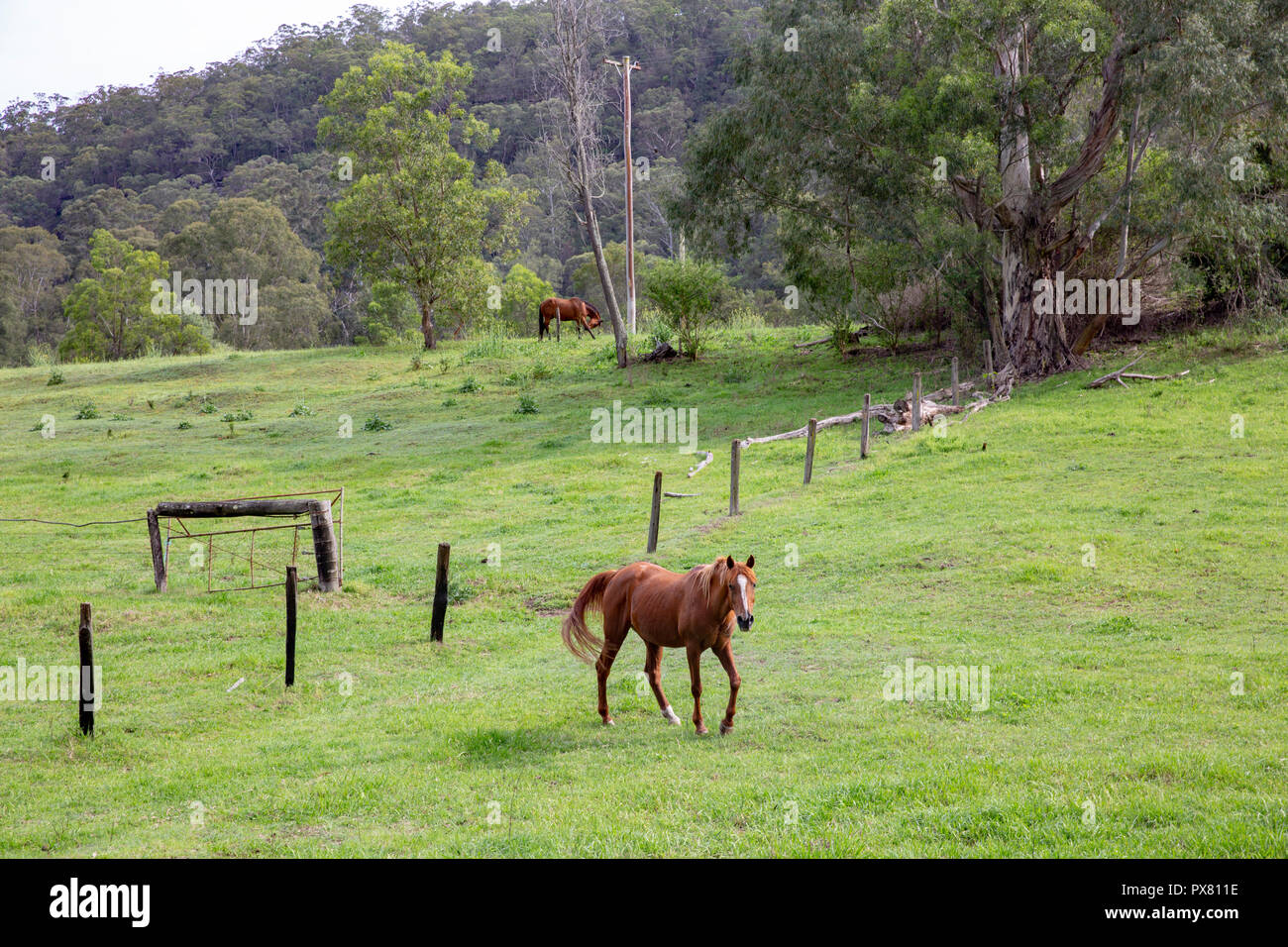 Countryside and horse in a field around the Colo River in regional New South Wales,Australia Stock Photo