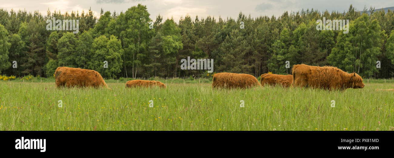 Cattle breeds grazing hi-res stock photography and images - Alamy