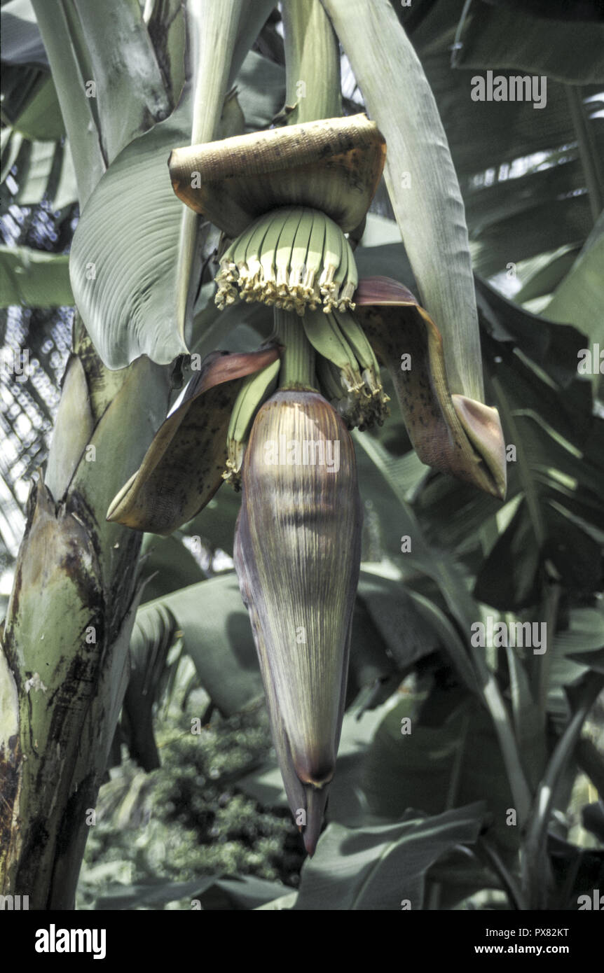 Banana plant, Dominica Stock Photo Alamy
