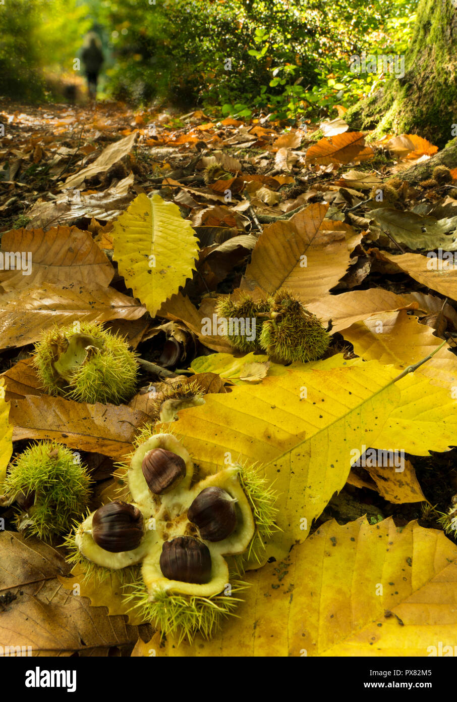 Chestnuts on an autumnal forest floor. Stock Photo