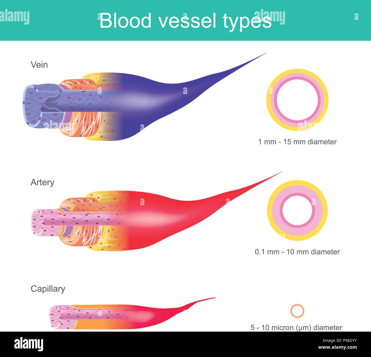 The Blood vessels in the human body are responsible for transporting corpuscle to the organ and throughout the body, These blood vessels have differen Stock Vector