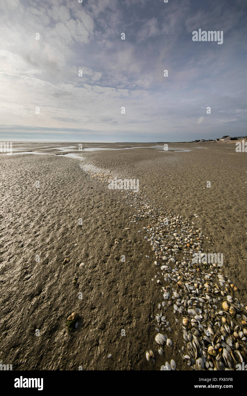 Line of seashells into the beach, Somme Bay, Picardy, France Stock Photo