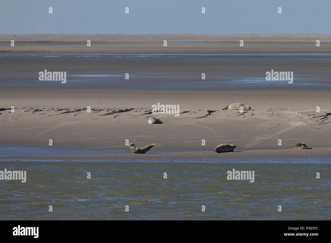 Seals on the sand, Pointe du Hourdel, Picardy, France Stock Photo