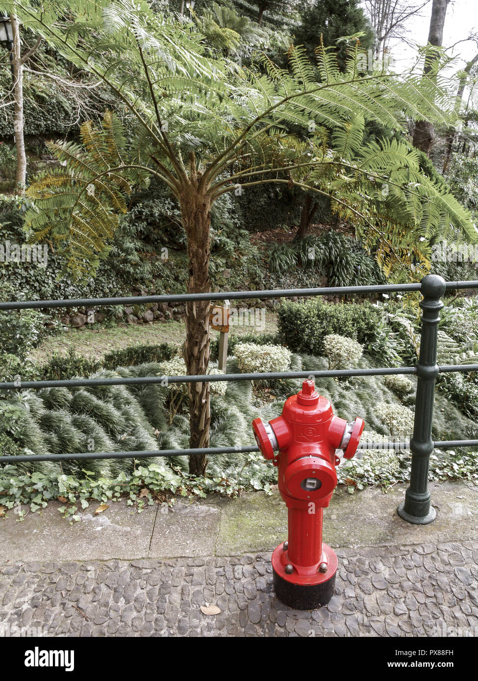 Hydrant Tree Hydrant, tree fern, plants of Madeira, Portugal, Madeira, Monte Stock ...