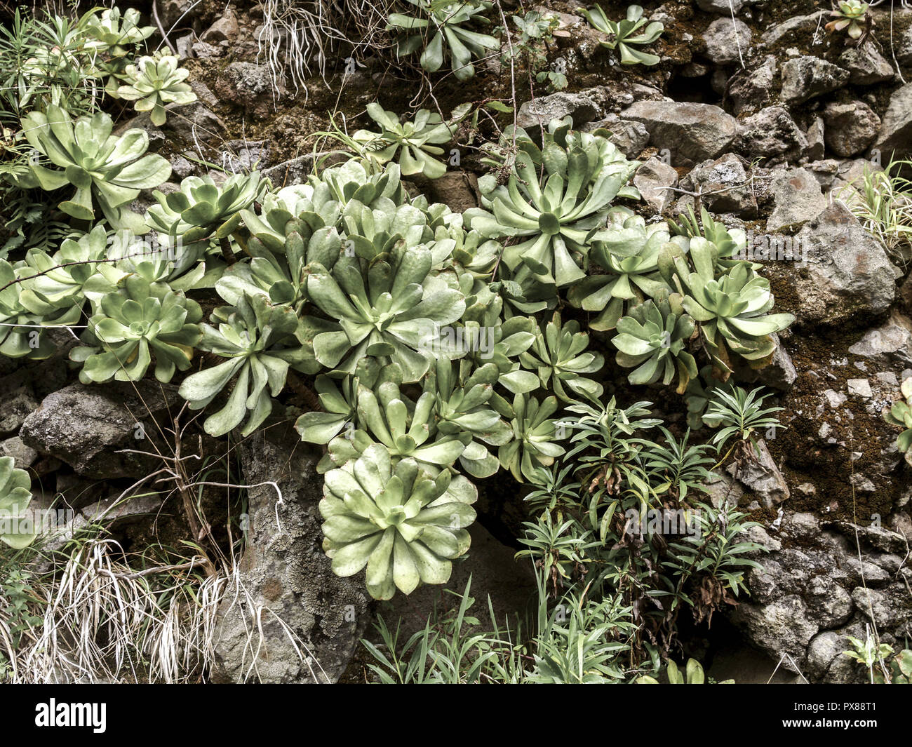 Plants of Madeira, succulent plants on rock wall, Aeonium glutinosum, Portugal, Madeira Stock Photo