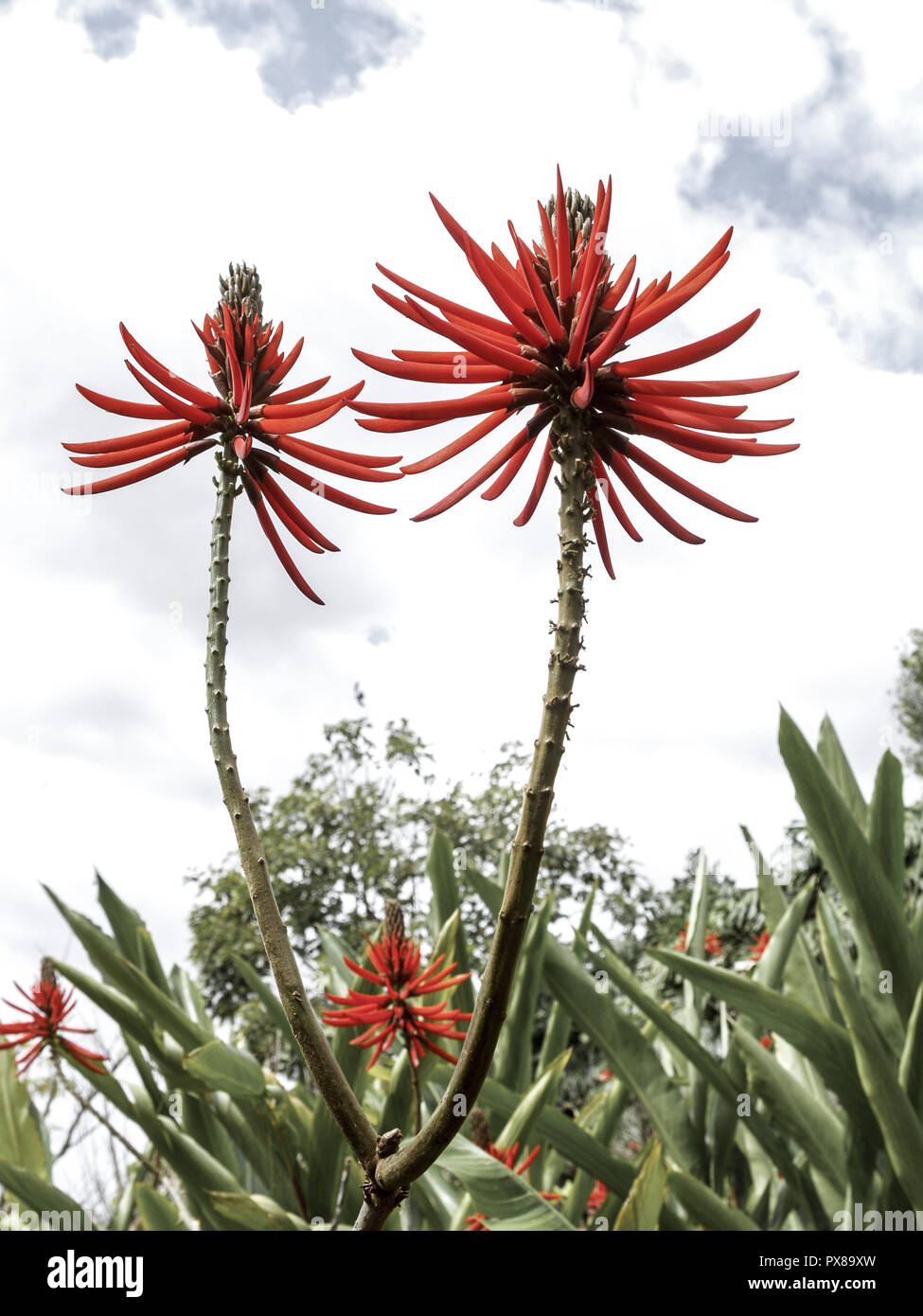 Botanical garden, Coral Tree, Erythrina reticulata, flowerage of Madeira, Portugal, Madeira, Funchal Stock Photo