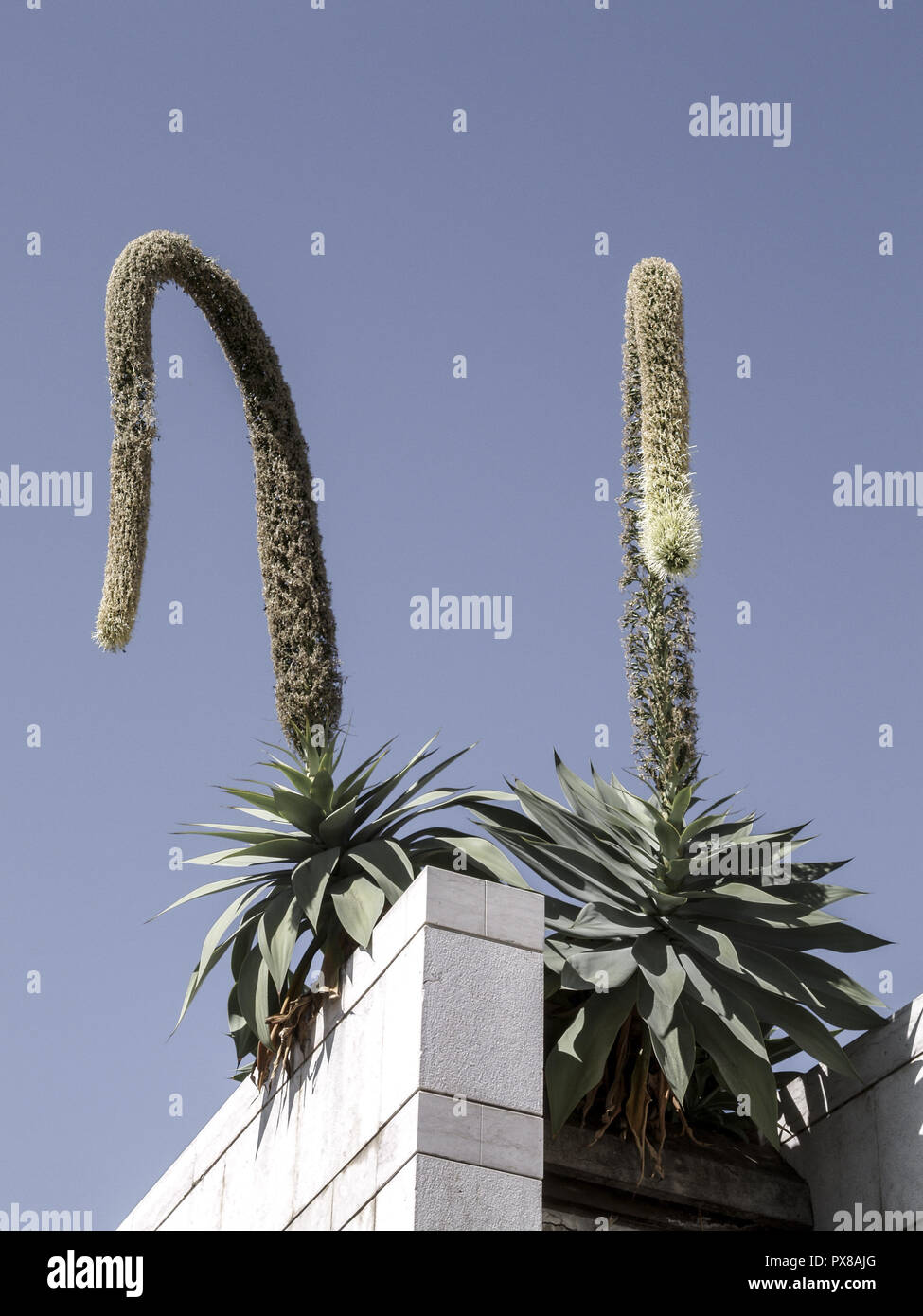 Agave attenuata, plants of Madeira, Portugal, Madeira, Funchal Stock Photo  - Alamy