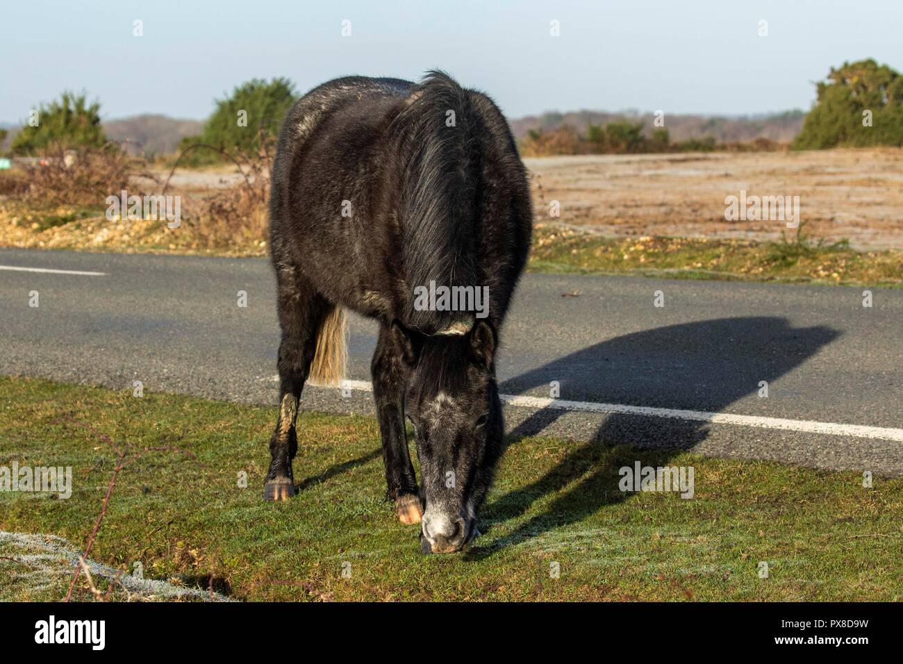 new forest ponies Stock Photo