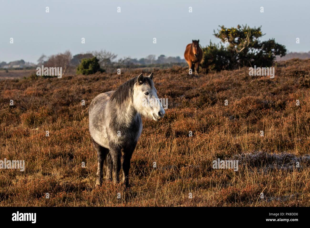 new forest ponies Stock Photo