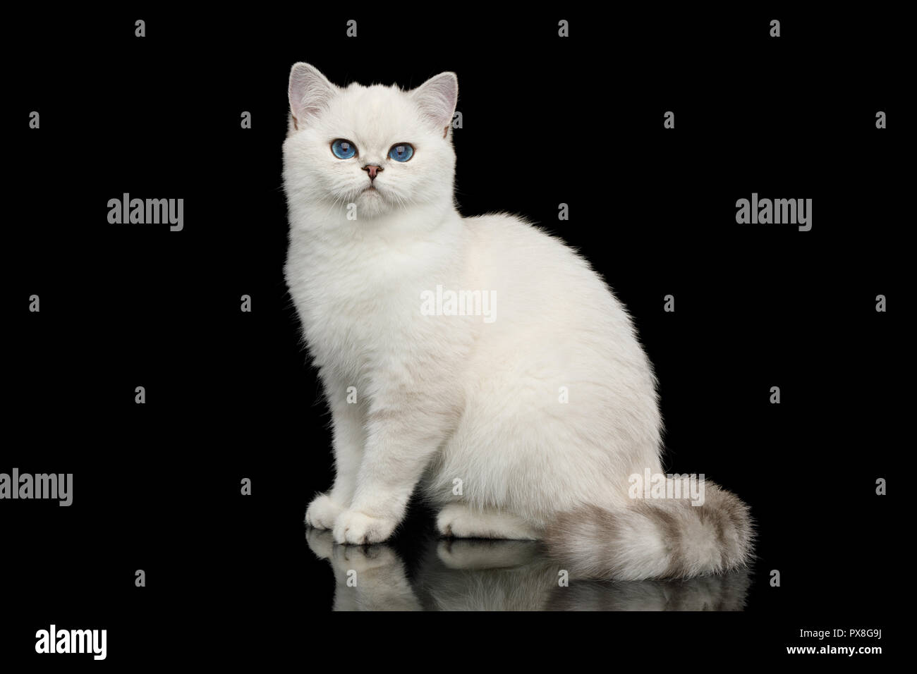 Playful British White Cat, with blue eyes, Sitting on Isolated Black Background, side view Stock Photo
